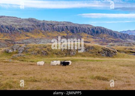 Glückliche Schafe in den Bergen Islands Stockfoto