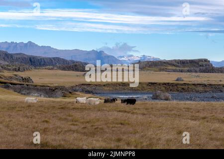 Glückliche Schafe in den Bergen Islands Stockfoto