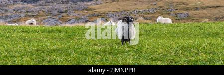 Glückliche Schafe in den Bergen Islands Stockfoto