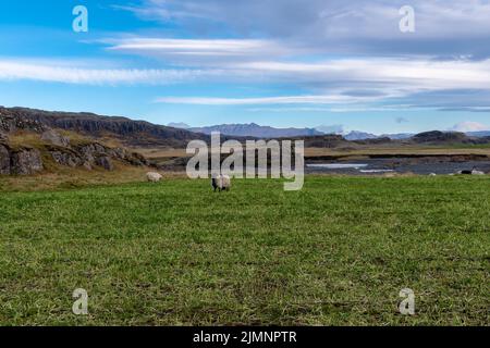 Glückliche Schafe in den Bergen Islands Stockfoto