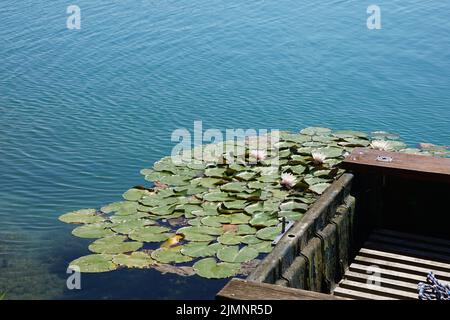 Ein Bund weißer Seerosen (Nymphaea alba) im Steinbruch Philippsburg-Huttenheim in Baden-Württemberg Stockfoto