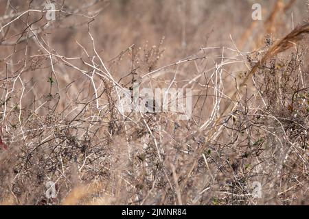 Majestätischer Savanne-Sperling (Passerculus sandwichensis) auf Bramble Stockfoto