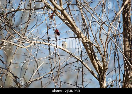 Der Savannah-Sperling (Passerculus sandwichensis) blickt von seinem Barsch aus links auf einen kleinen Baum Stockfoto