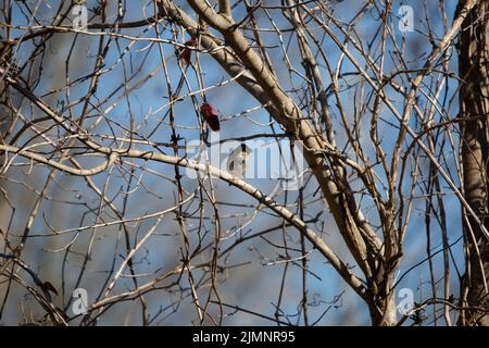 Neugieriger Savannenspatz (Passerculus sandwichensis), der sich von seinem Barsch auf einem Baum umschaut Stockfoto