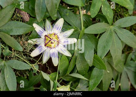 Nahaufnahme einer blühenden Passiflora caerulea. Diese Pflanze ist auch als Passionsblumen oder Passionsreben bekannt, und diese besondere Art ist bekannt als die Stockfoto