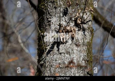 Orangebratenen Waldsänger (Vermivora celata), der in getrockneten Blättern einen Snack zu sich nehmen kann Stockfoto