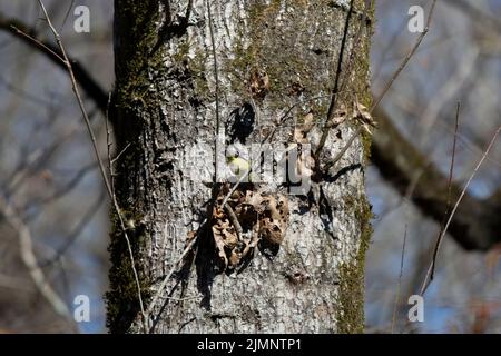 Orangebratenen Waldsänger (Vermivora celata) bereitet sich auf das Futter in getrockneten, toten Blättern vor Stockfoto