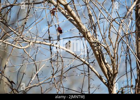 Der Savannah-Sperling (Passerculus sandwichensis) blickt von seinem Barsch auf einen kleinen Baum Stockfoto