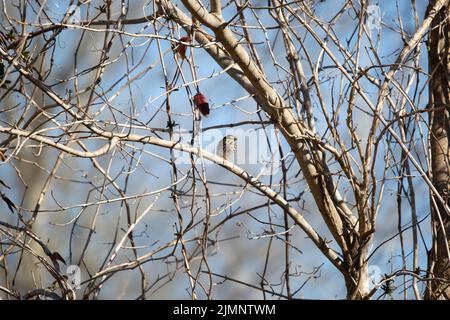 Der Savannah-Sperling (Passerculus sandwichensis) blickt direkt von seinem Barsch auf einen kleinen Baum Stockfoto