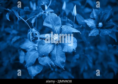 Klassisches blaues, getöntes Bild. Moody Blüten von Clematis, große violette Knospen auf dunkelgrünem Hintergrund Stockfoto