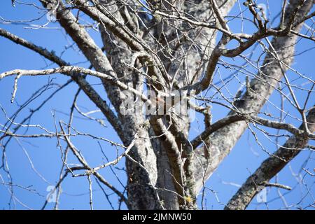 Weibliche Kardinalin (Cardinalis cardinalis) mit dem Scheitel nach oben, während sie in einem Baum verbarscht Stockfoto