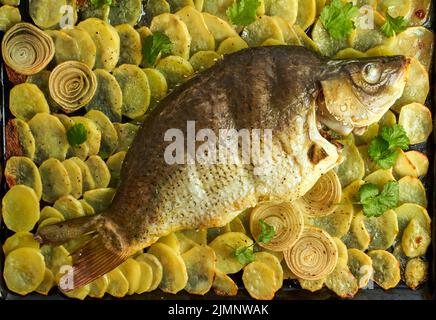 Gebackene Karpfen, ganze Fische aus dem Ofen mit Kartoffelscheiben auf einem großen Tablett traditionelle polnische Gerichte Stockfoto