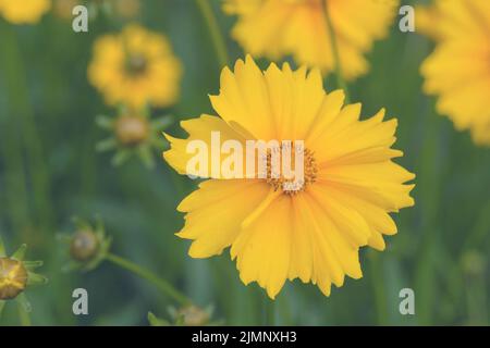 Leuchtend gelbe Kosmos-Blüten schwefelgelbe Cosmos sulfureus. Schöne Gartenblumen für eine dekorative Landschaft. Stockfoto