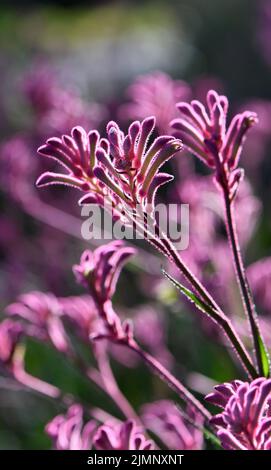 Hinterleuchtete westaustralische einheimische rosa Känguru-Paw-Blüten, Anigozanthos, Familie Haemodoraceae Mitglied der Familie der Blutwürze Stockfoto