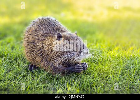 Nahaufnahme Nutria Coypu frisst auf grünem Gras. Myokastor coypus. Stockfoto