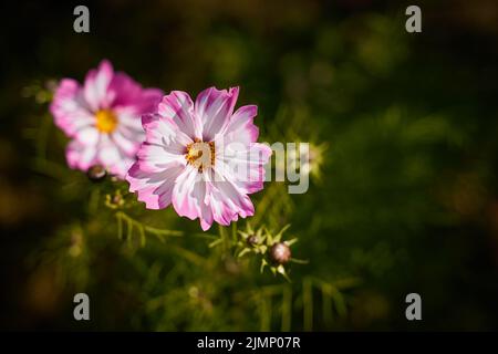 Moody Blüten von Mohn, große rote Knospen auf dunkelgrünem Hintergrund Stockfoto