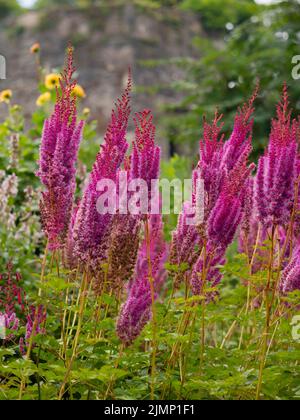 Federleichte magentafarbene Blütenspitzen der winterharten, feuchtigkeitsliebenden Staude, Astilbe chinensis var. taquetii 'Purpurlanze' Stockfoto