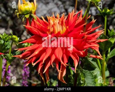 Große, bunte rote und gelbe Blume des Kaktus Dahlia, Dahlia 'Show and Tell' Stockfoto