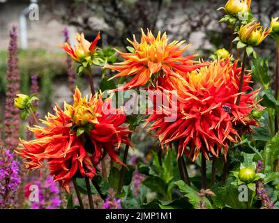 Große, bunte rote und gelbe Blume des Kaktus Dahlia, Dahlia 'Show and Tell' Stockfoto