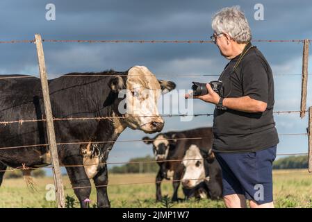 Grauhaariger Fotograf mit Kamera in der Hand, der eine schwarz-weiße männliche Kuh anschaut. Hinter anderen Kühen der gleichen Rasse Stockfoto