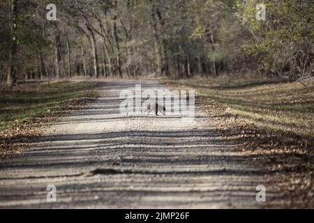 Gewöhnlicher Waschbär (Procyon lotor), der eine Schotterstraße überquert Stockfoto