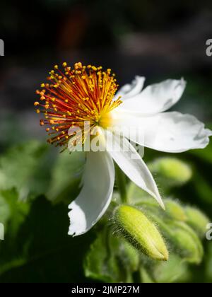 Weiße Blütenblüte mit markanten roten und gelben Staubgefäßen des zarten immergrünen Strauches Sparrmannia africana Stockfoto