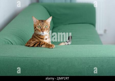 Lustige bengalkatze, die auf dem Sofa im Zimmer sitzt Stockfoto