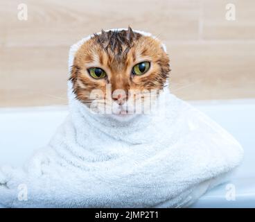 Lustige nasse Bengalkatze nach einem Bad, eingewickelt in ein weißes Handtuch Stockfoto