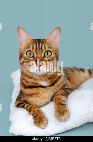 Porträt einer schönen bengalkatze auf türkisfarbenem Hintergrund Stockfoto