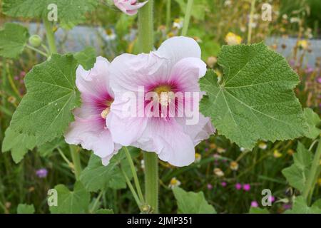 Alcea rosea farbenfrohe Blumen Stockfoto