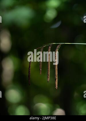 Wildes Fuchsschwanzgras in der Landschaft des Lake District Stockfoto