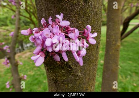 Cercis siliquastrum im Boom Stockfoto
