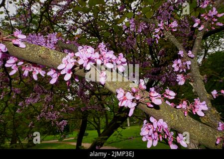 Cercis siliquastrum im Boom Stockfoto