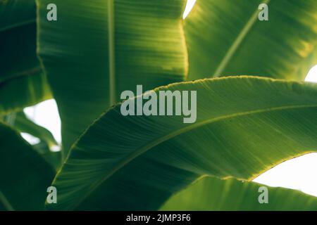 Bananen auf Bananenpflanze in der Nähe von Moivaro Lodge Stockfoto