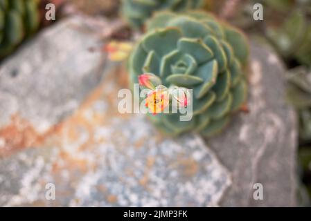 Echeveria derenbergii in voller Blüte Stockfoto