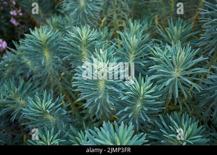 Das blaue Laub der Purpur-Schwertkrone Stockfoto