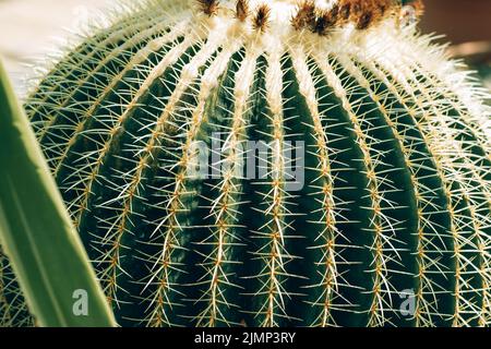 Kaktus mit runder Form - Barel Kaktus. Stockfoto