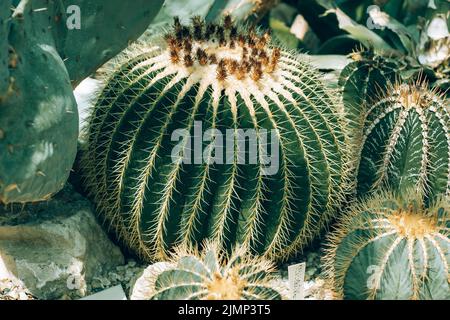 Kaktus mit runder Form - Barel Kaktus. Stockfoto