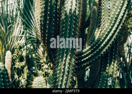 Hohe Kakteen, Cereus repandus, der peruanische Apfelkaktus, auch bekannt als riesiger Klubkaktus, Heckenkaktus, Cadushi und Kajush. Stockfoto