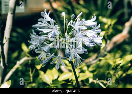 Blaue Lilie, Afrikanische Lilie, Gemeiner Agapanthus (Agapanthus praecox ssp. Orientalis) Stockfoto