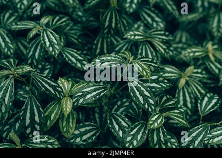 pilea-Garten mit Wassermelone Stockfoto