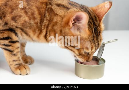 Bengalkatze isst aus einer offenen Blechdose Katzenfutter Stockfoto