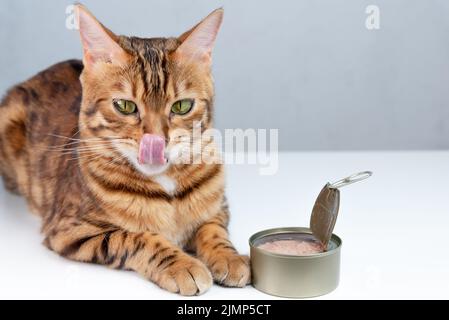 Bengalkatze liegt neben Thunfischkonserven Stockfoto