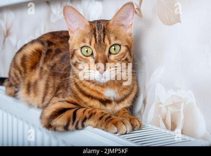 Bengalkatze ruht auf einem warmen Heizkörper Stockfoto