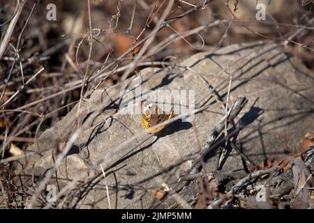 Der Buckeye-Schmetterling (Junonia coenia) flattert seine Flügel auf einem felsigen Barsch Stockfoto