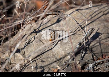 Der Buckeye-Schmetterling (Junonia coenia) flattert seine Flügel auf einem felsigen Barsch Stockfoto