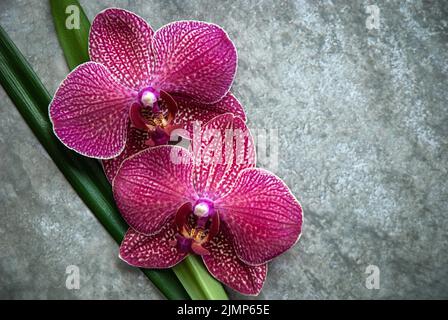 Schöne Orchideenblumen auf grauer Steinstruktur, Beauty Zen Wellness, Platz für Text oder Logo Stockfoto