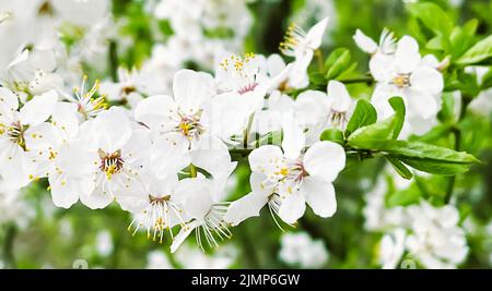 Blühender Baum im Frühlingsgarten, Blütenblüte am Ast, Schönheit in Natur und Landwirtschaft Stockfoto