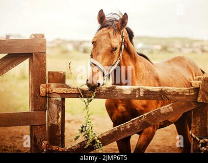 Ein schönes Lorbeerpferd steht in der Nähe des hölzernen Tores des Fahrerlagers und hält an einem Sommertag einen grünen Graszweig im Mund. Tierfütterung. Agri Stockfoto