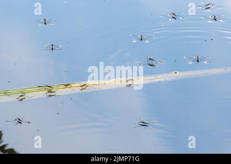 Teichskater (gemeiner Teichskater, Gerris lacustris) auf einem Wildtierteich oder See, Hampshire, England, Großbritannien Stockfoto